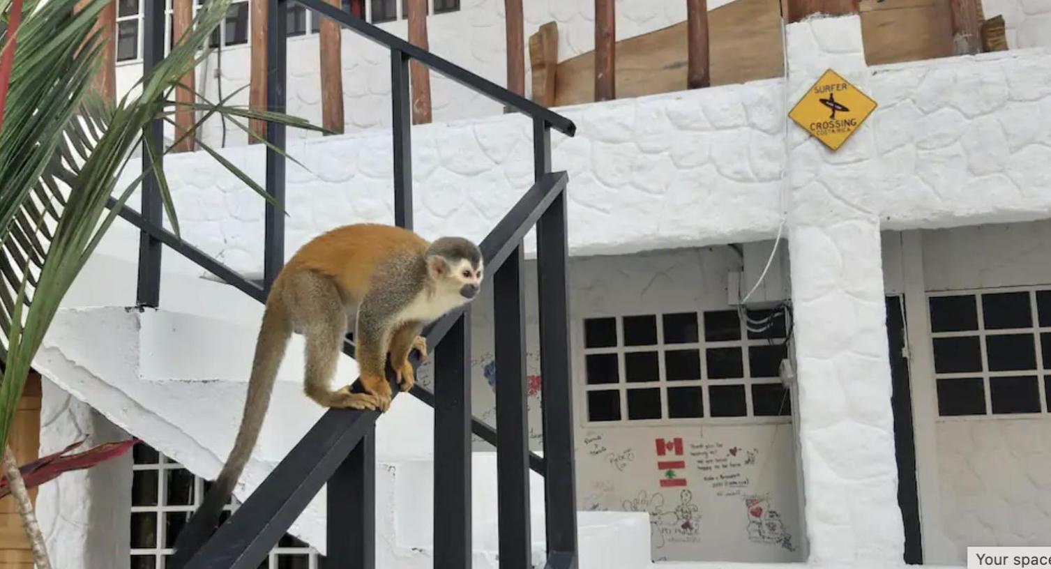 Mizaru Ocean View Hotel Manuel Antonio Quepos Zewnętrze zdjęcie